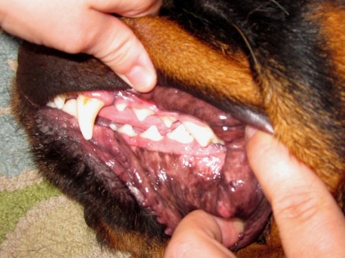 Mercedes' Teeth at 5 years. Note: I have not once brushed this dog's teeth and have never had her teeth cleaned by a professional. She has no dental disease and only minimal plaque build up.