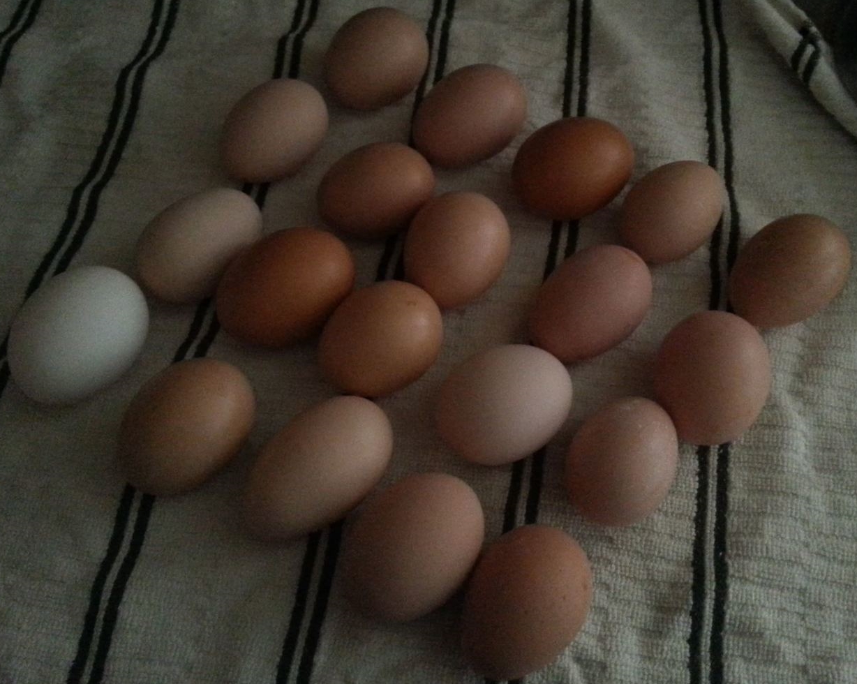 A typical morning collection from our coop - time to feed the dogs!