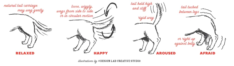 From Tails From The Lab