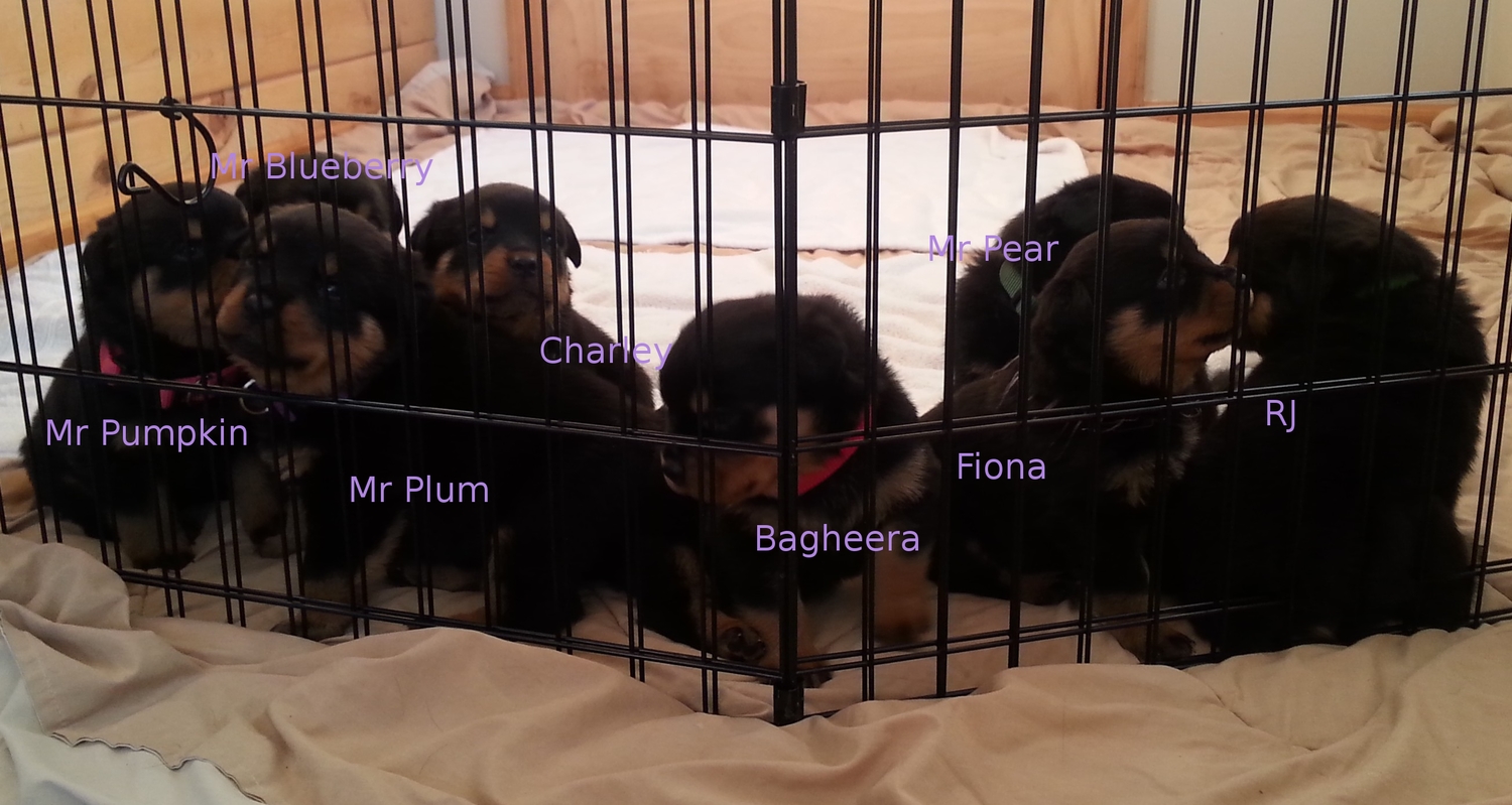 Mercedes X Escobar Puppies waiting for some loves.