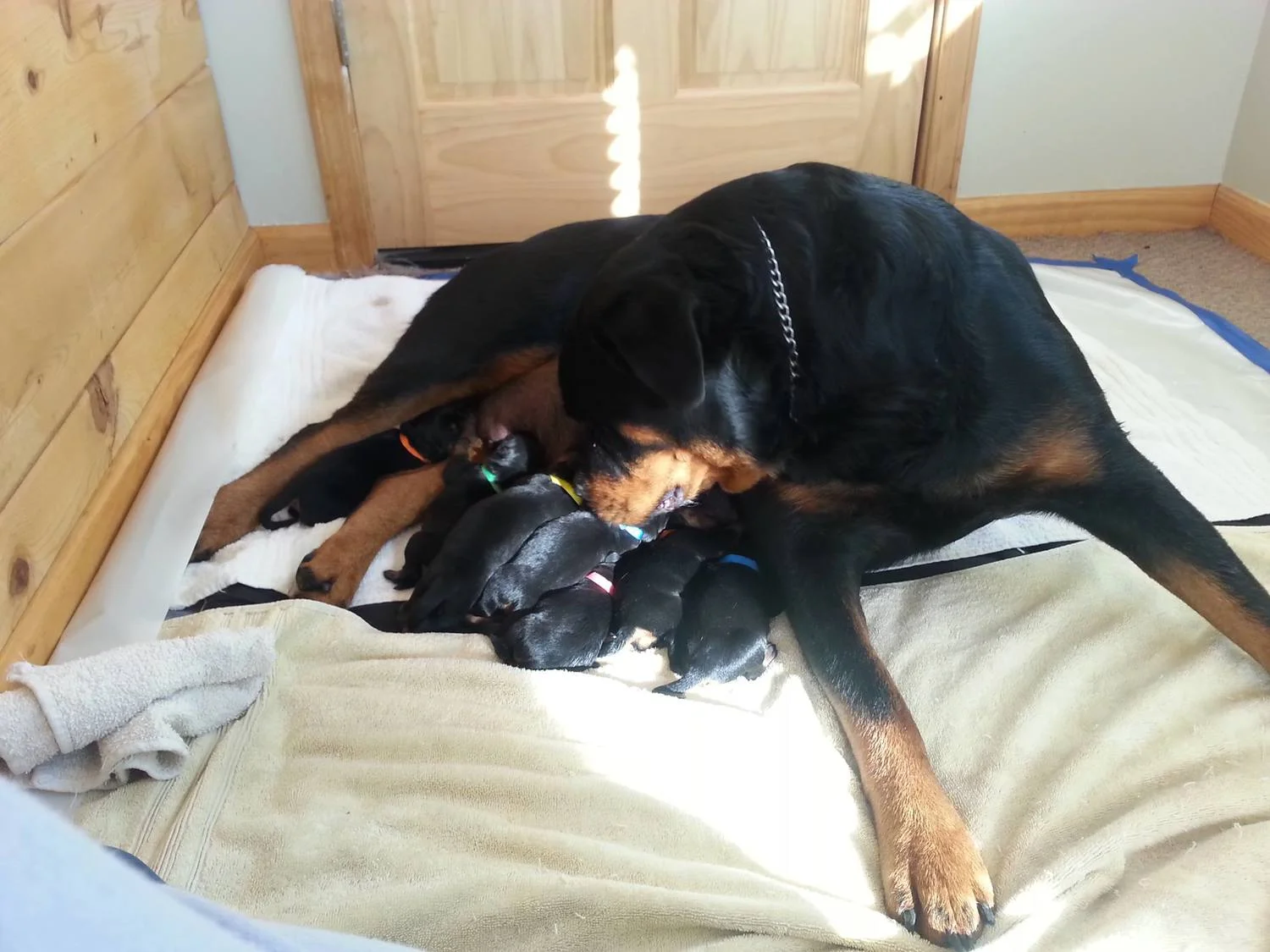 Mercedes with her X Escobar litter watching over them gently.