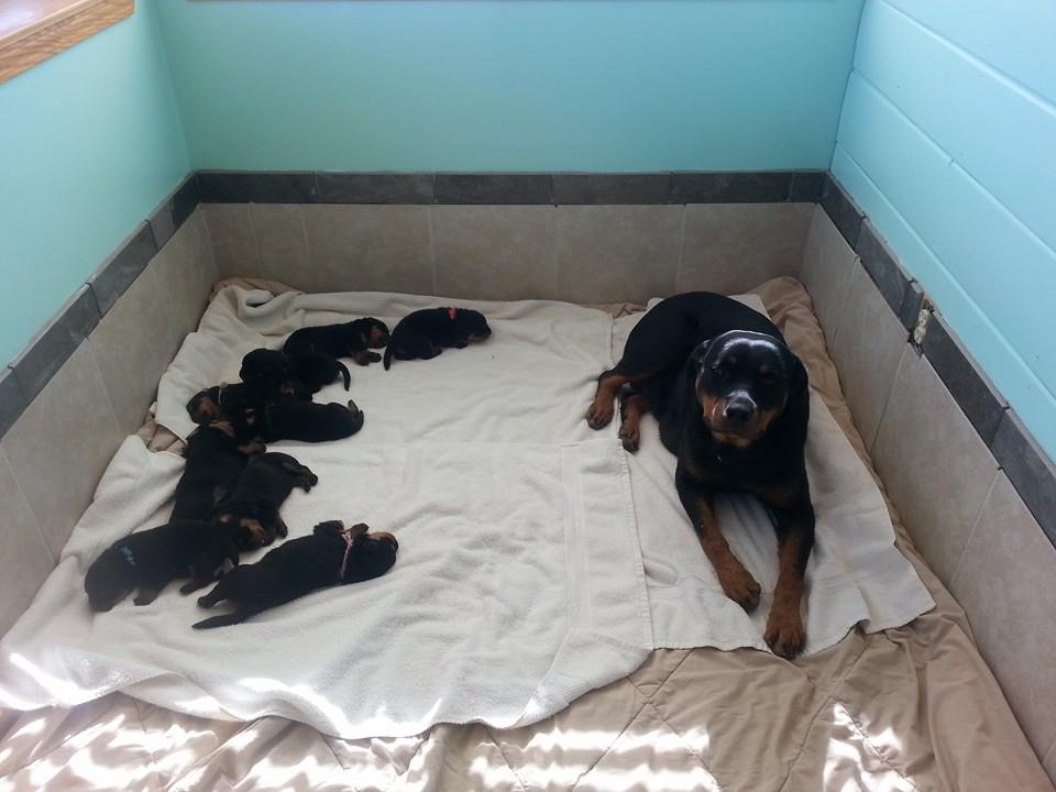The space where mom and pups are should be clean and warm. This is our Whelping Room. Noticed the floor is covered, linens are clean, and even the walls are washed. Puppies are alert, clean and already coming to the gate to be picked up at 3.5 weeks. This is the same room as the picture above to the left. We decided to tile the floor and lower portion of the walls for increased sanitation and it has worked wonderfully for keeping mom and puppies healthy and clean!