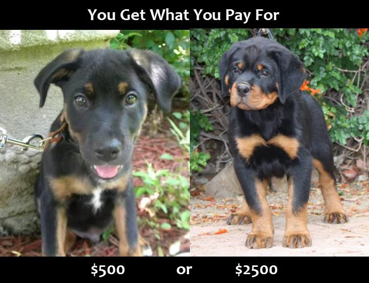 Graphic by Michael Burns. A Hause Burns puppy is pictured on the right.