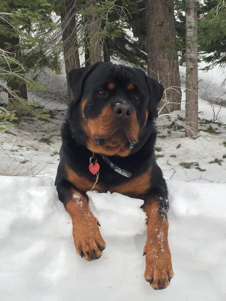 Carson at 2 years. From Mercedes X Escobar. Bred by Amanda Weber. Carson and photo owned by J Croteau