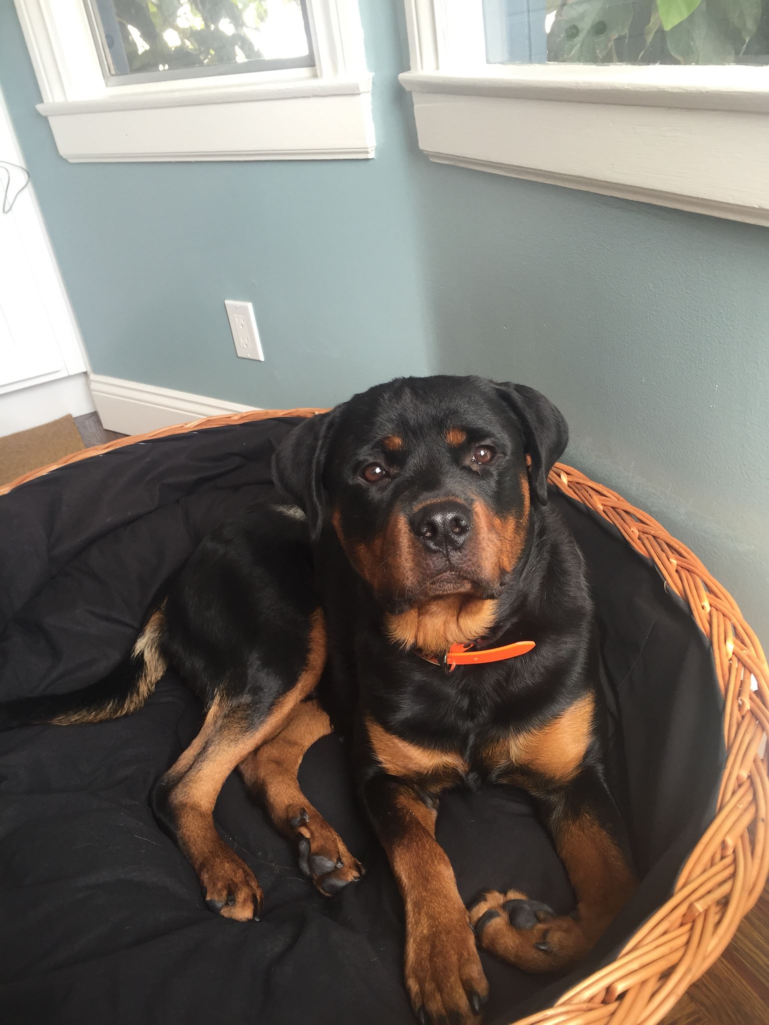 Oscar - IO X Escobar pup from their previous litter.