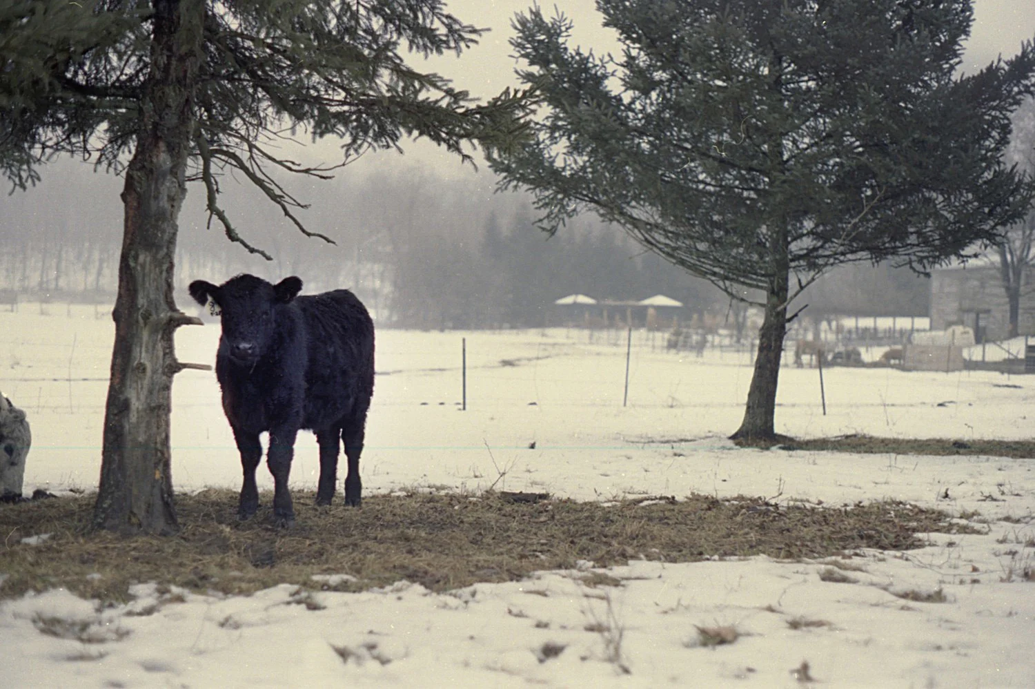Black_Cow SS.jpg