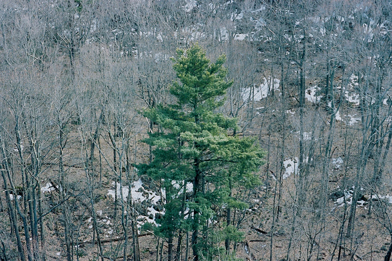 Green-Pine.jpg