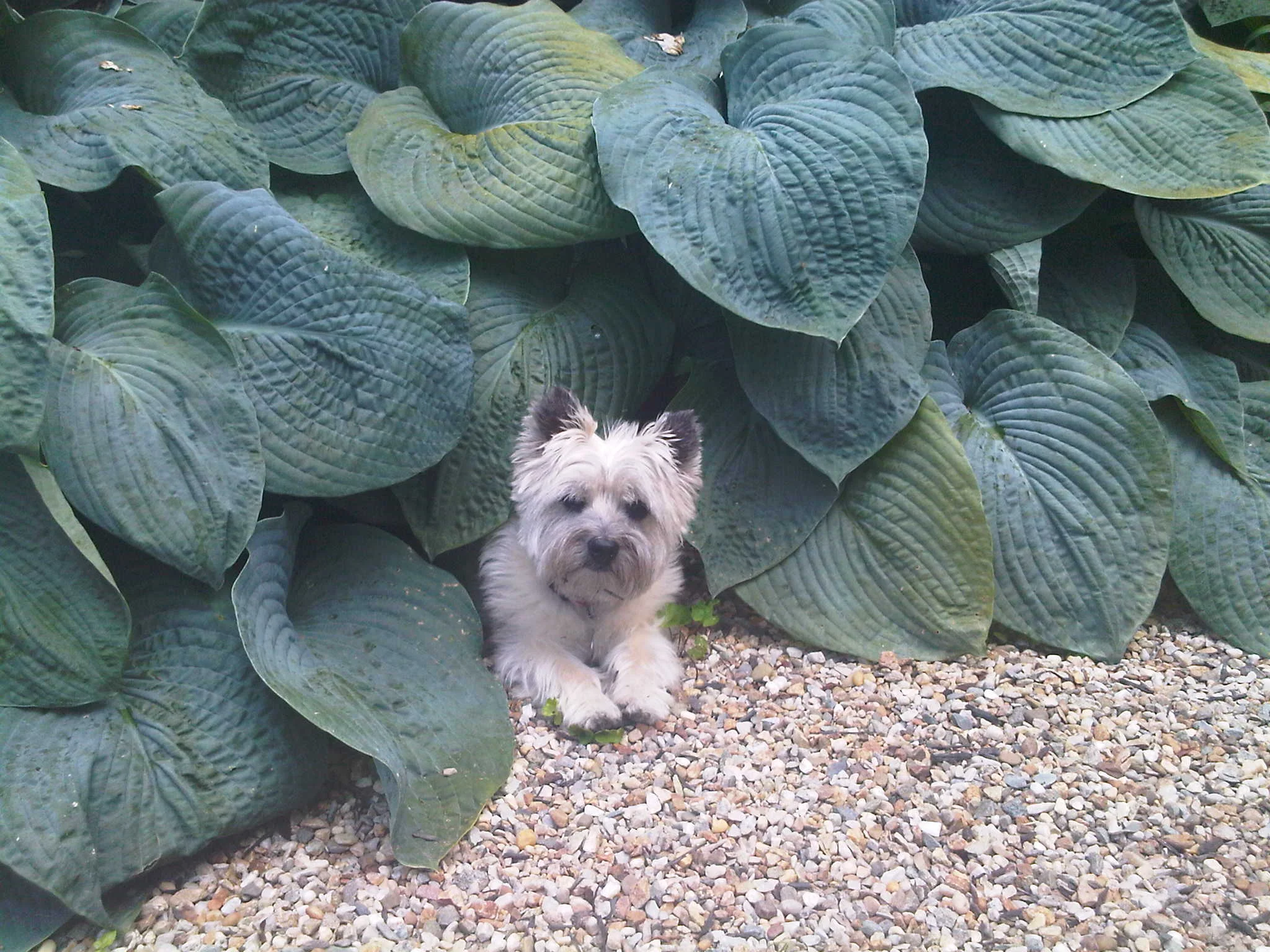 Devon in her favorite hiding place.