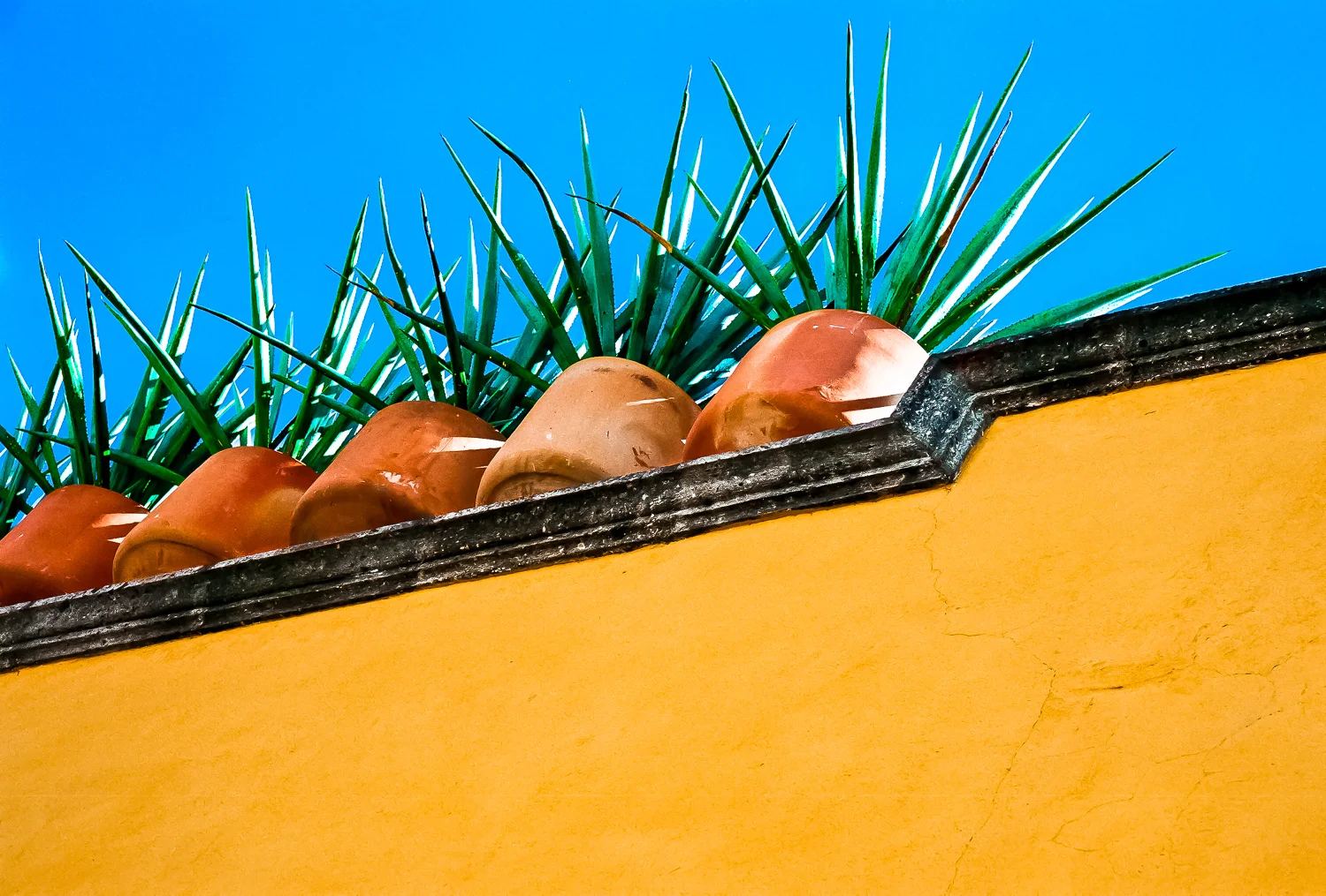 Aloe Vera Wall.jpg