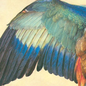 Durer, "Wing of a Blue roller" (detail), 1512