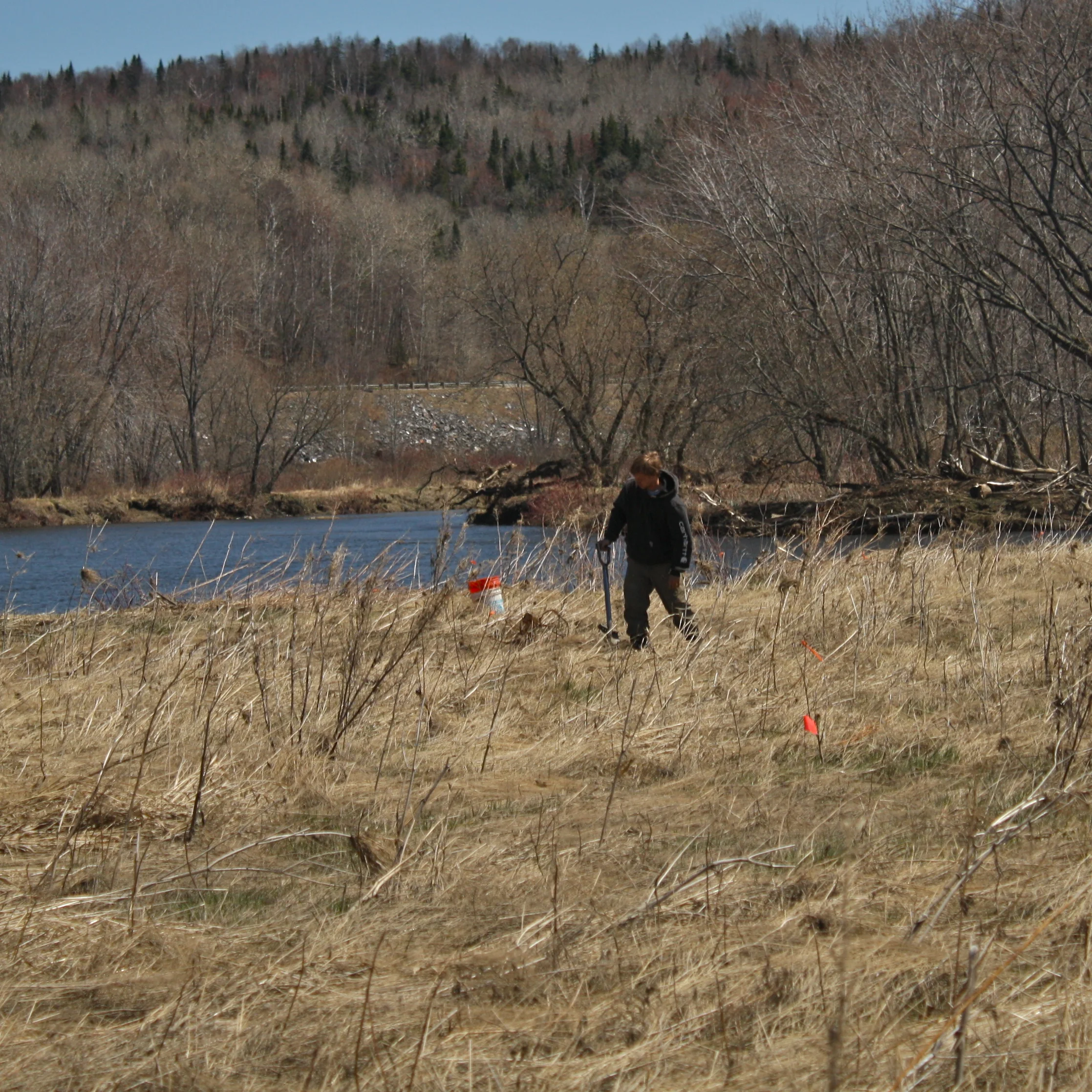 Tree planting in the wetlands buffer