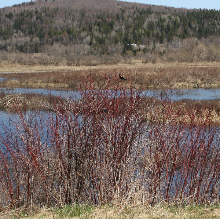 Red wing blackbird in the Wildlife Management Area near hay fields