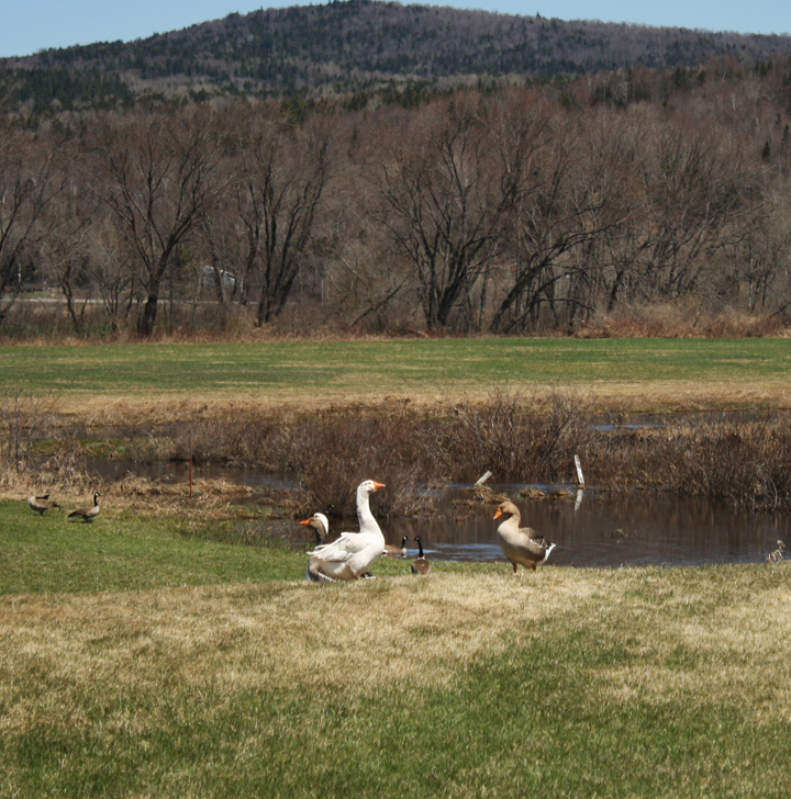 Farm geese look at wild geese...