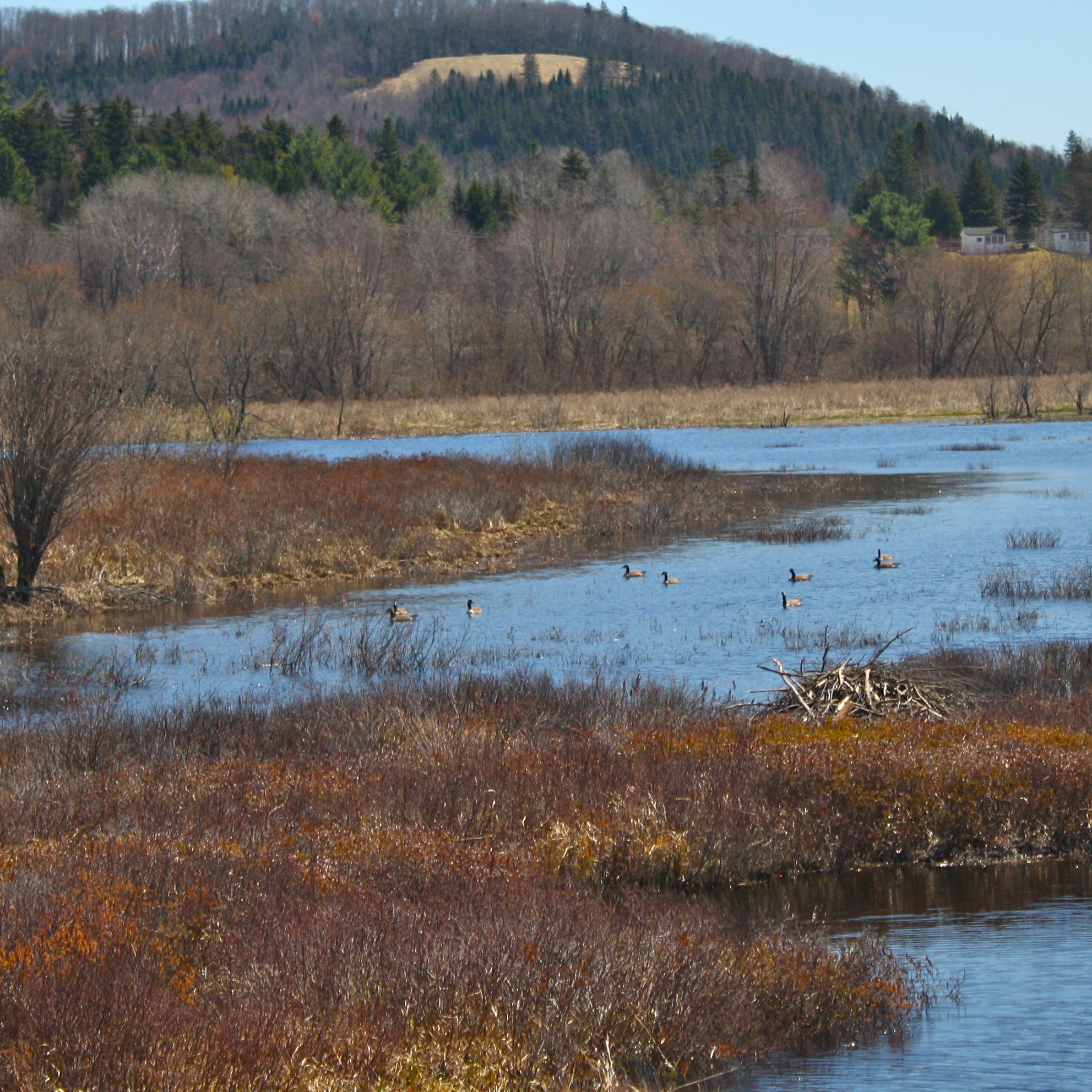 Wild geese float by beaver lodge