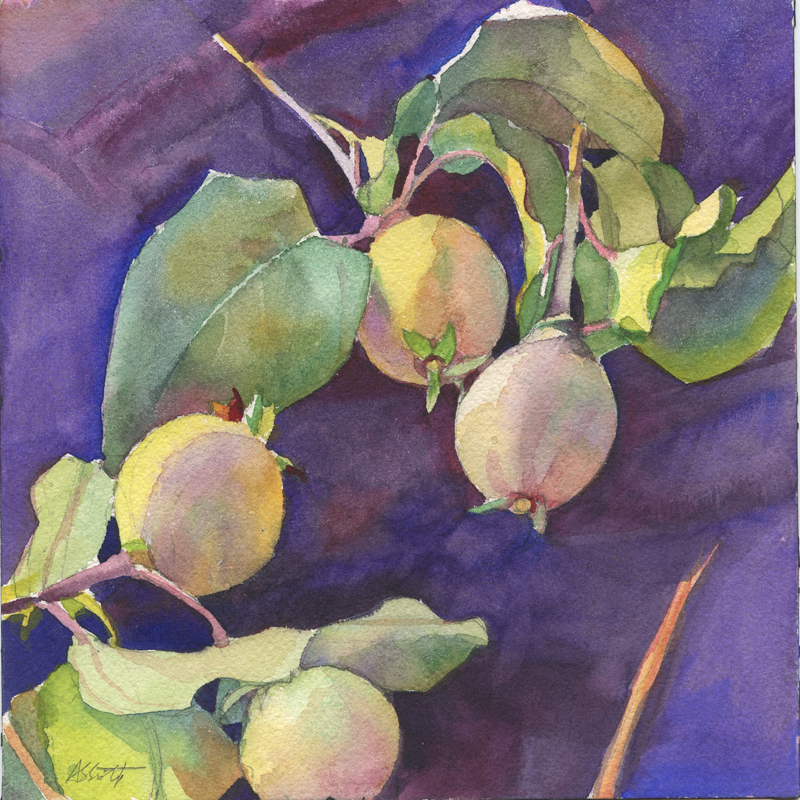 "Four Quince, Provence", 7" x 7", watercolor and graphite on Arches paper