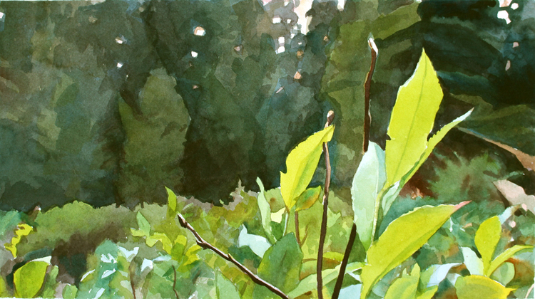 "Oregon on the PCT", watercolor, 9" x 15"