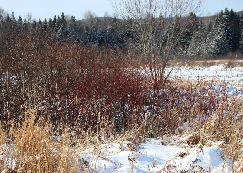 redbush.jpg