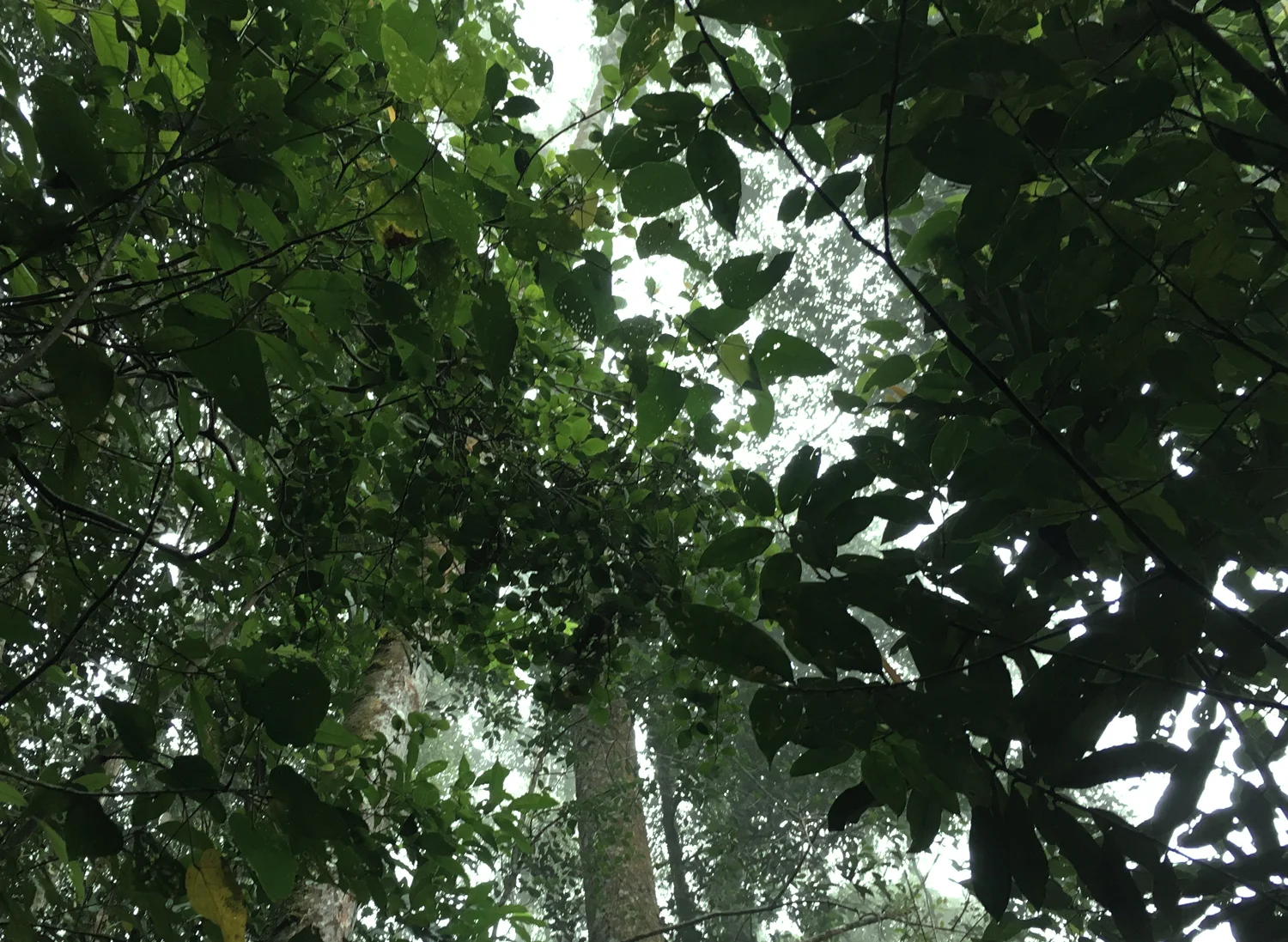 rainforest_sabah.jpg