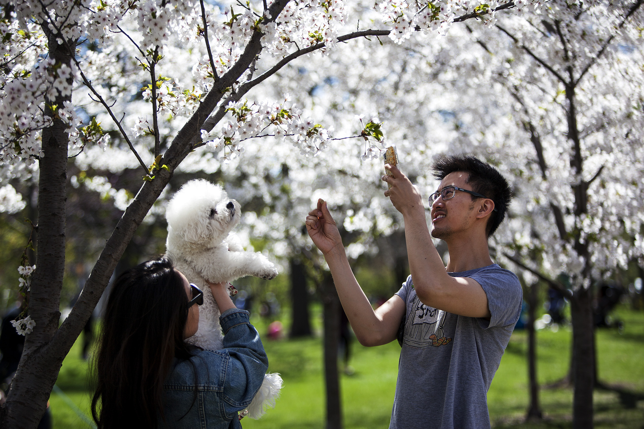 Cherry Blossom Trinity 2018-100dpi-2.jpg