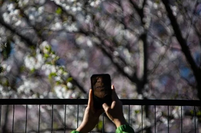 A woman is reflected in her phone as she takes a photo of the fenced off cherry blossom trees in Trinity Bellwoods Park, May 1, 2020. Shot for @nowtoronto #covid_19 #coronavirus #canadacovidportrait #toronto #torontophoto #torontolife #cherryblossom 