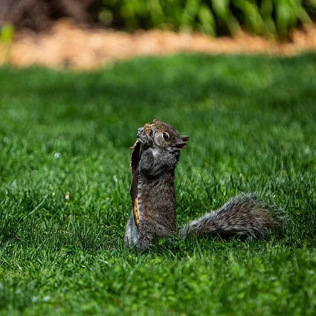 Here's a happy squirrel enjoying a banana peel 🍌 Shot for @nowtoronto #toronto #torontophoto #torontolife #torontophotographer #onassignment #canoncanada