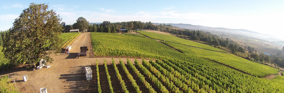 Merriman Vineyard.png
