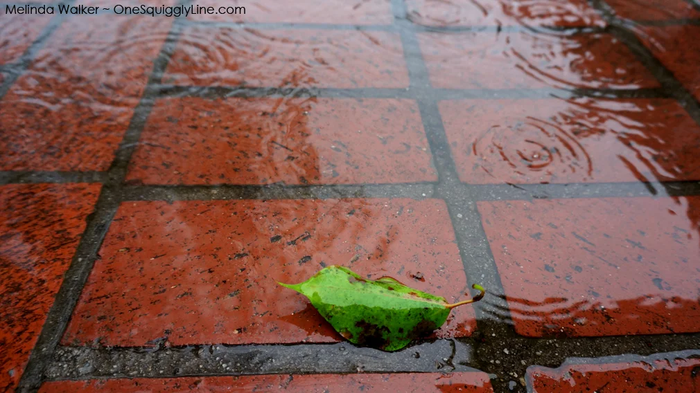 VisualThinking_OrganicShapes_Contrast_LeafOnBricksInRain_MelindaWalker_OneSquigglyLine.jpg