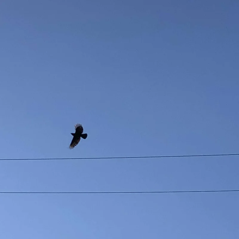 crow.jpg