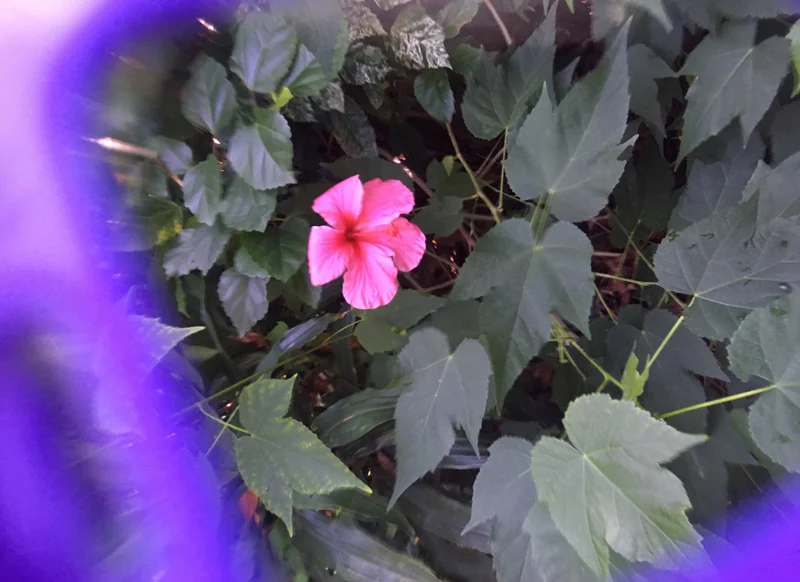 hibiscus.jpg