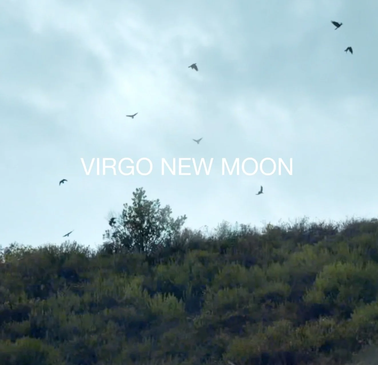 GARDEN OF SHAPES FOR THE NEW MOON IN VIRGO