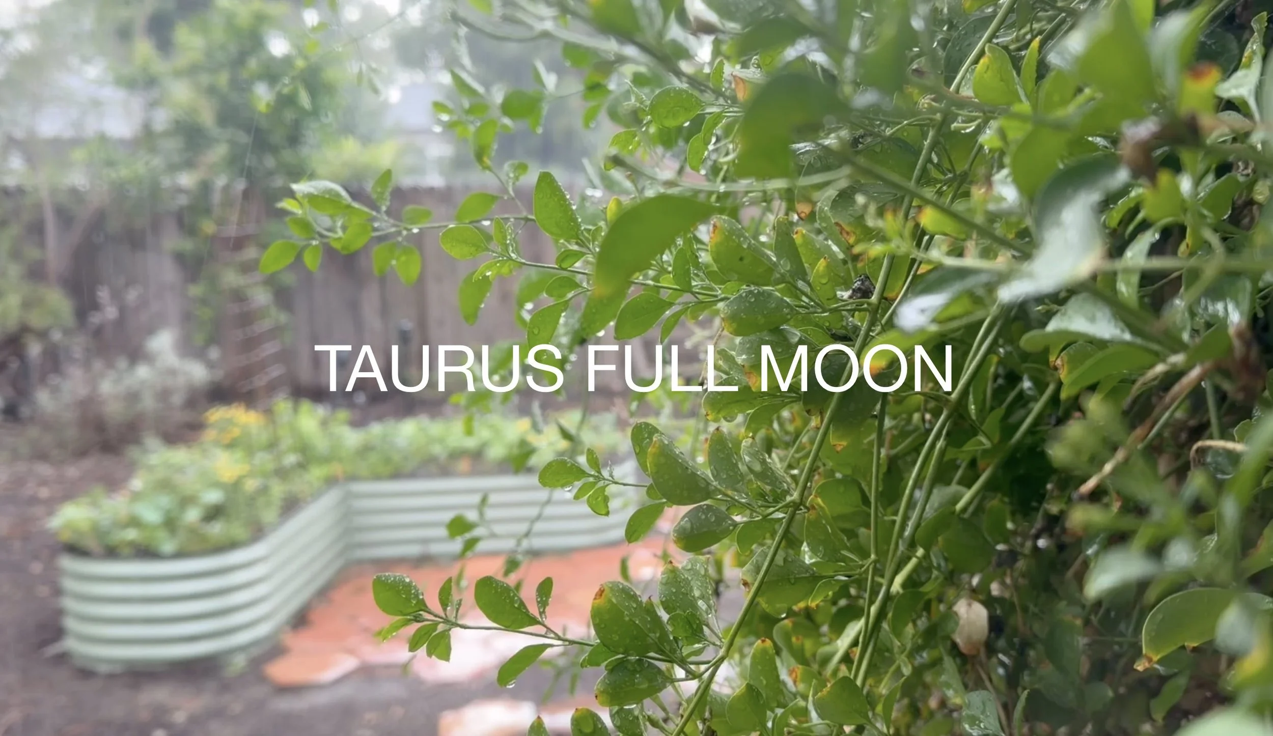Taurus Full Moon title.jpg