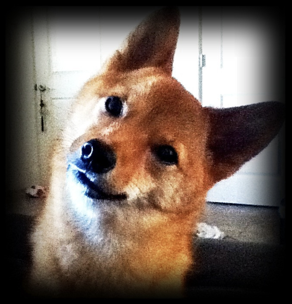 photo: Taro the Shiba Inu, CC by 2.0