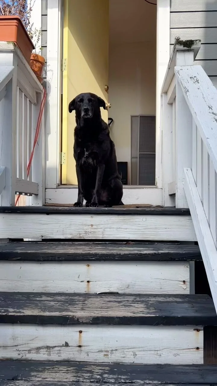 Kiki Yablon Dog Training — Chicago, Illinois