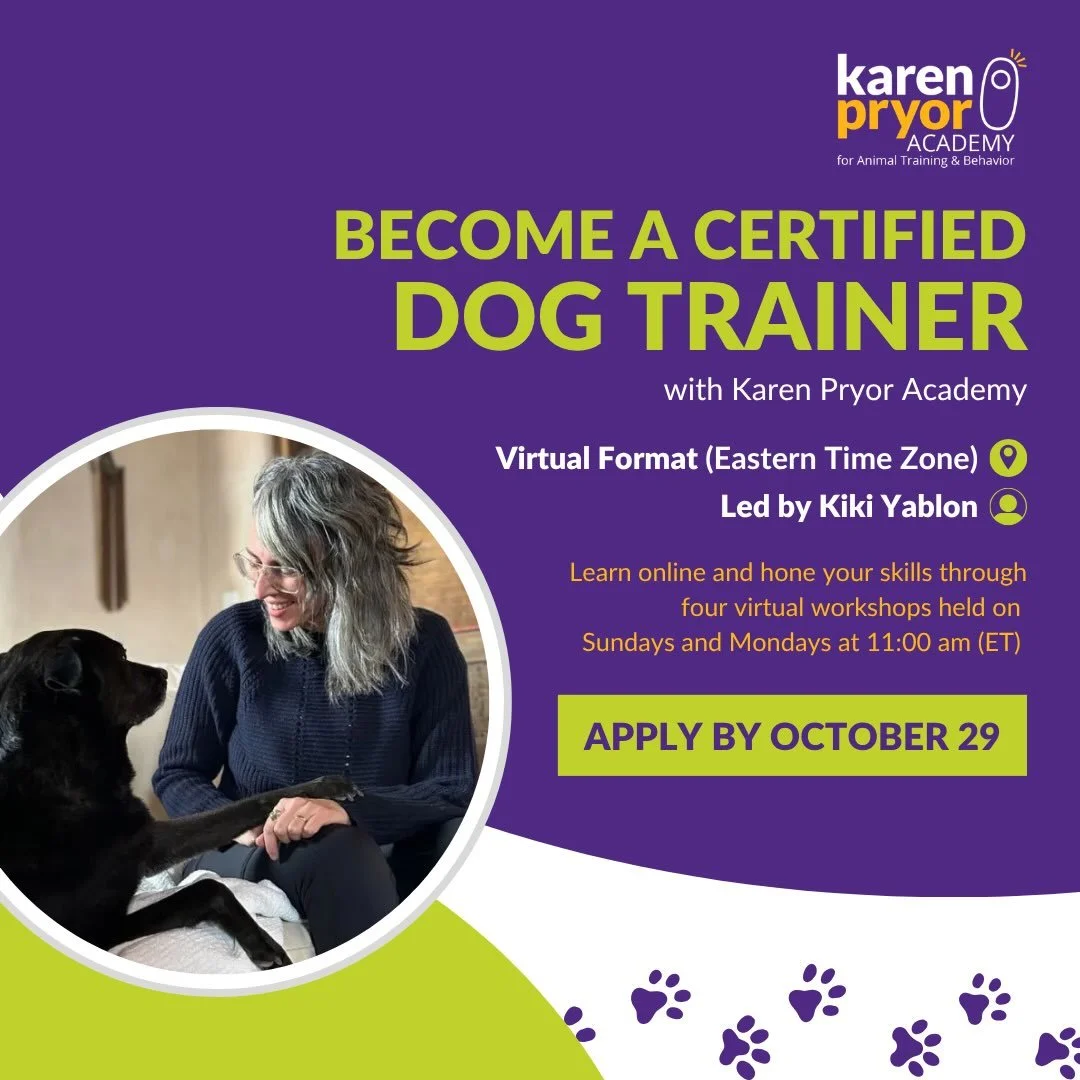 Apply now for my next Karen Pryor Academy virtual series! DEI scholarships available. Links in bio.
