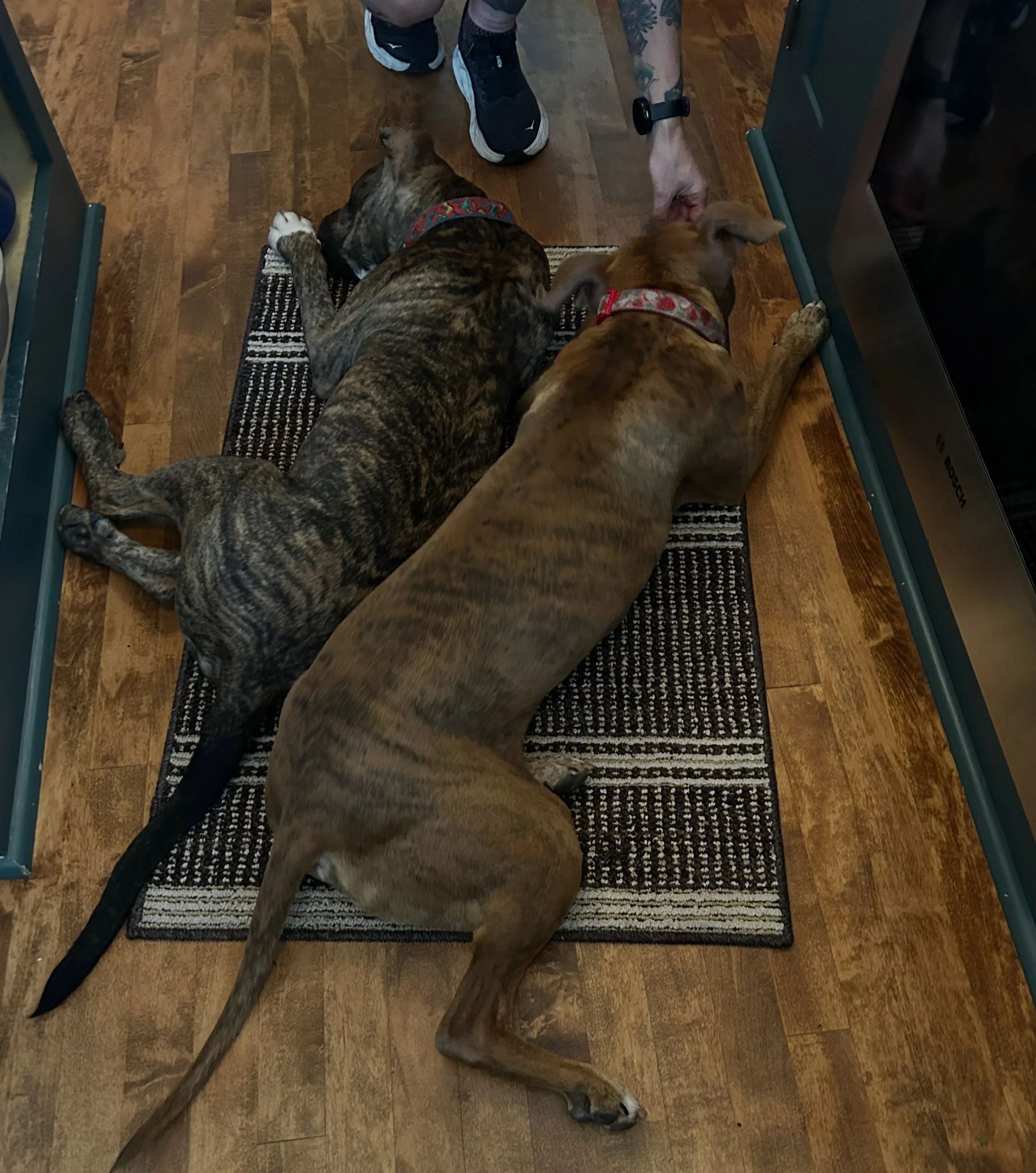 Stanley Tucci and Hazel sharing a mat
