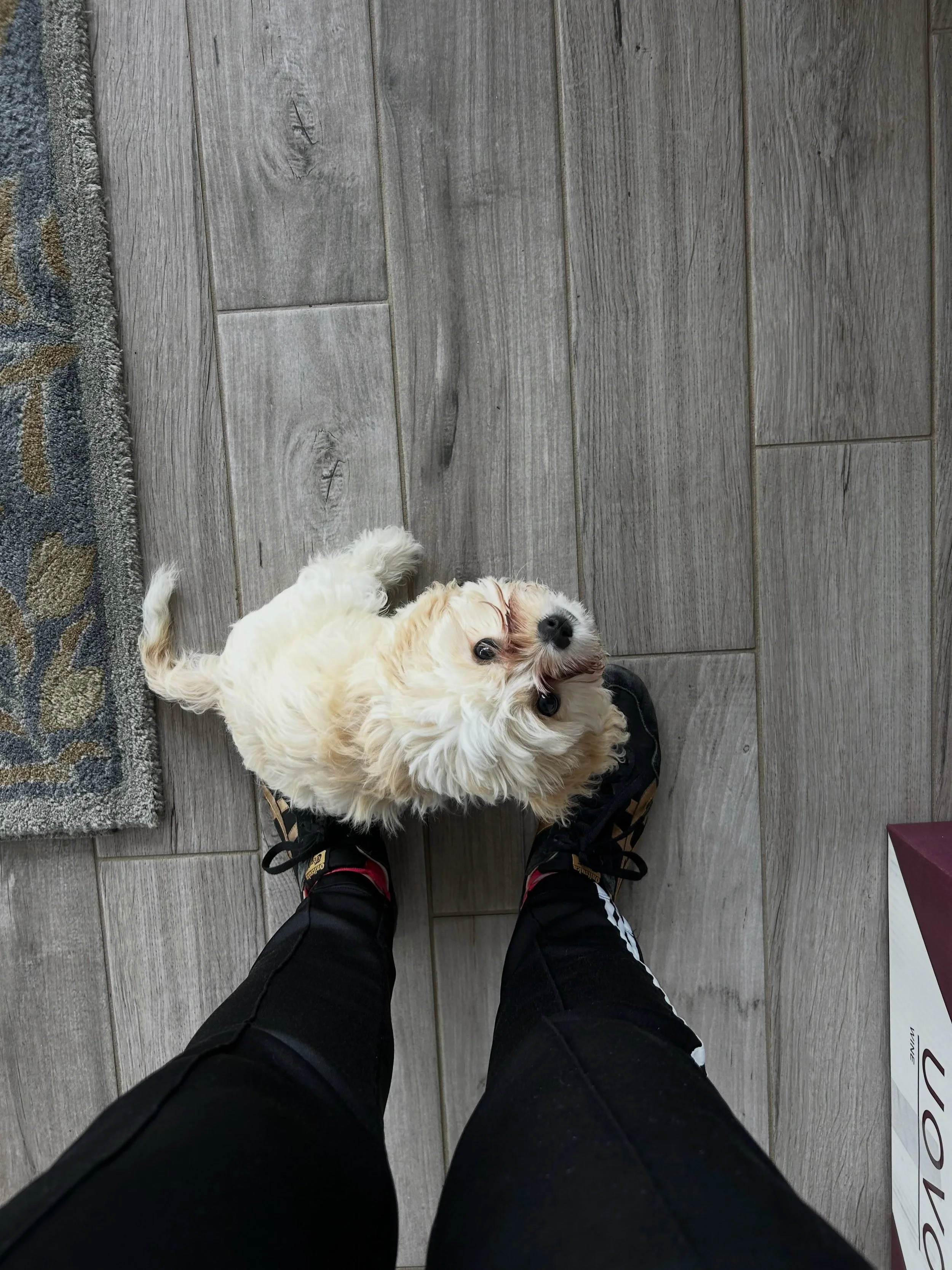 Ollie