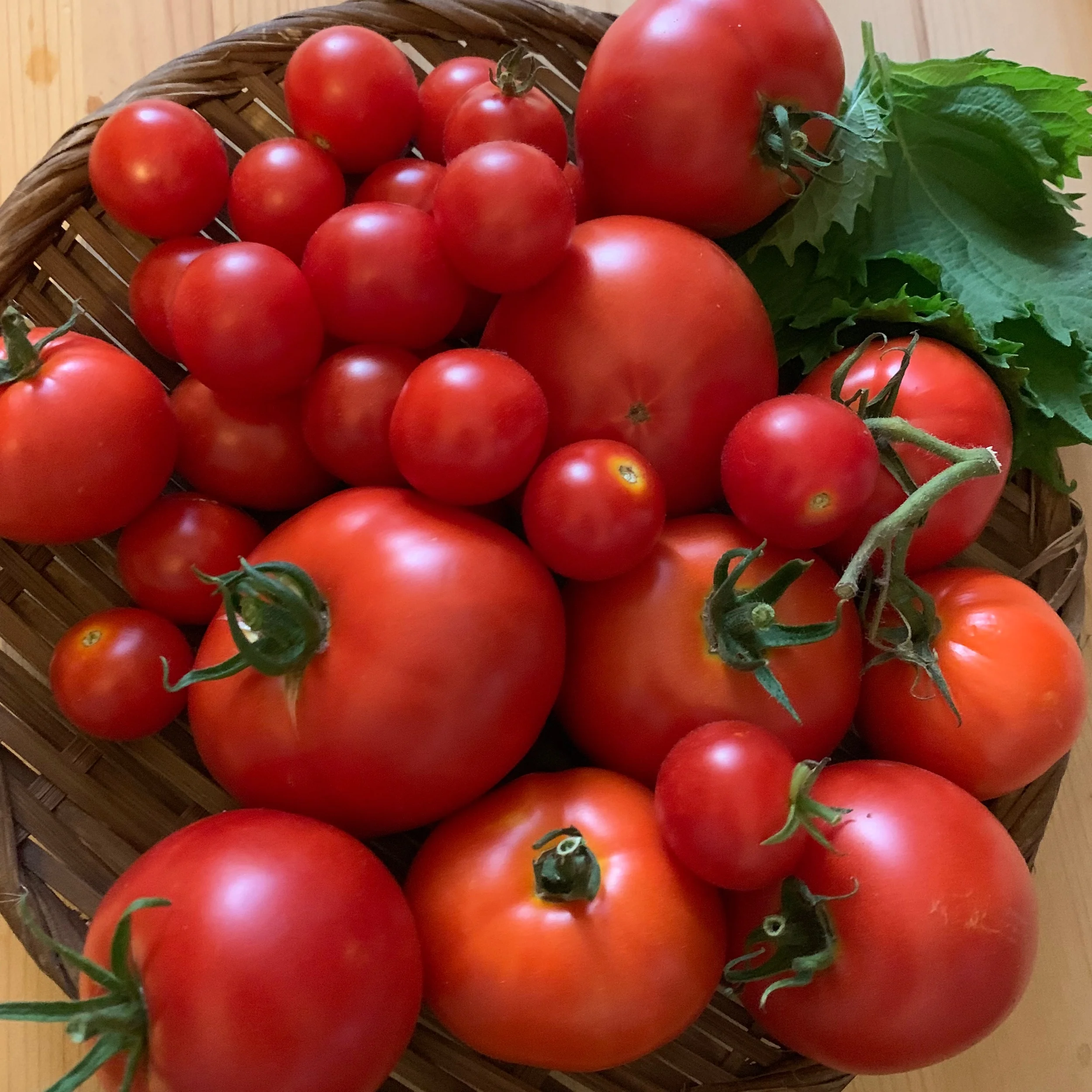 Several days ago, mini tomatoes, medium tomatoes and Shiso Japanese basil.