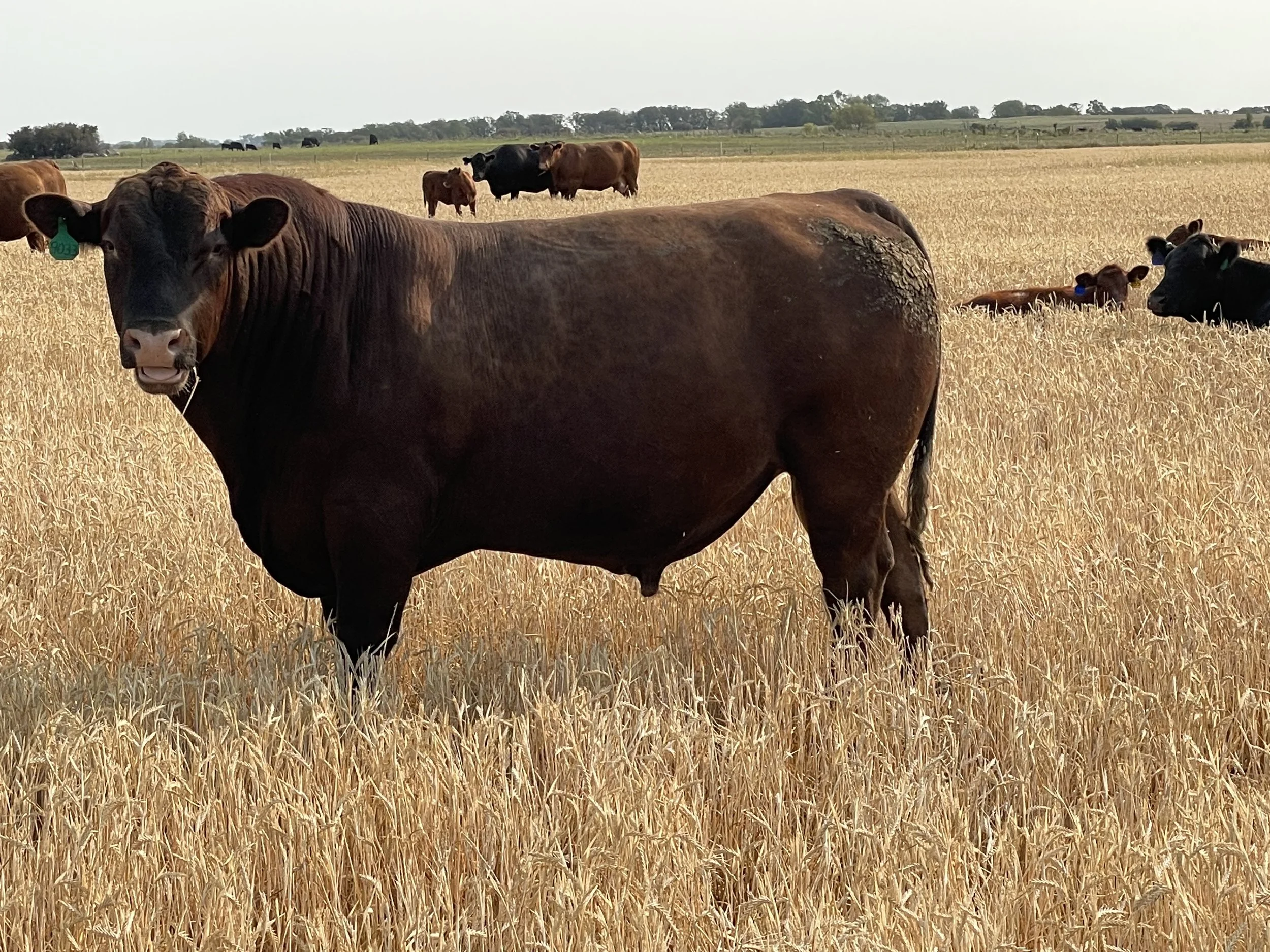 BULLS — THE STOKKA RANCH