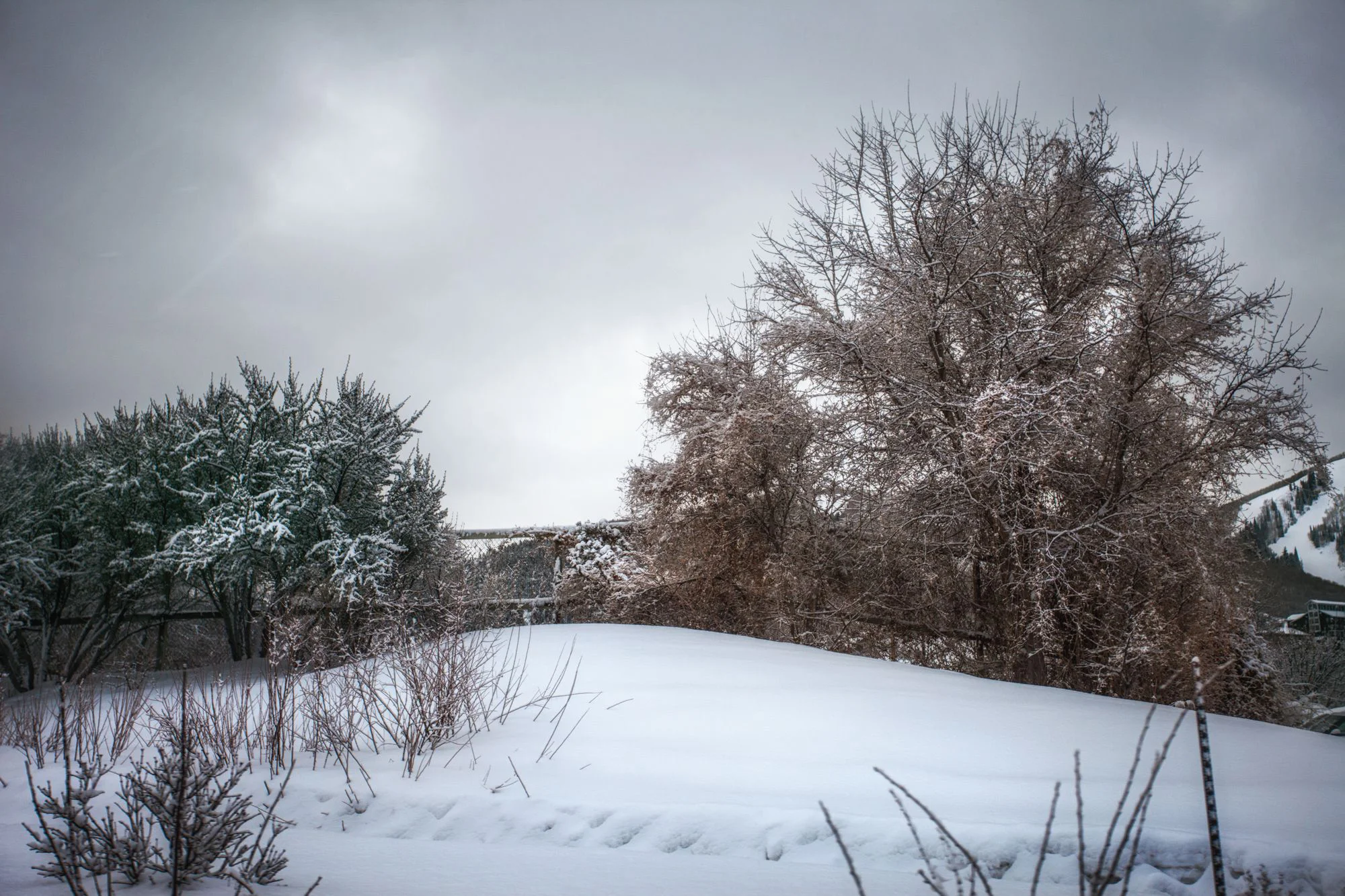 WinterSnow.jpg