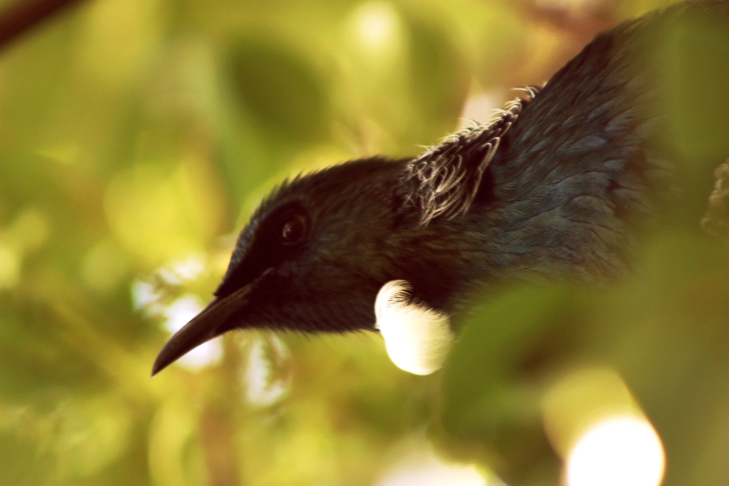 Tui.jpg