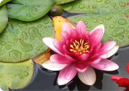 flor.jpg