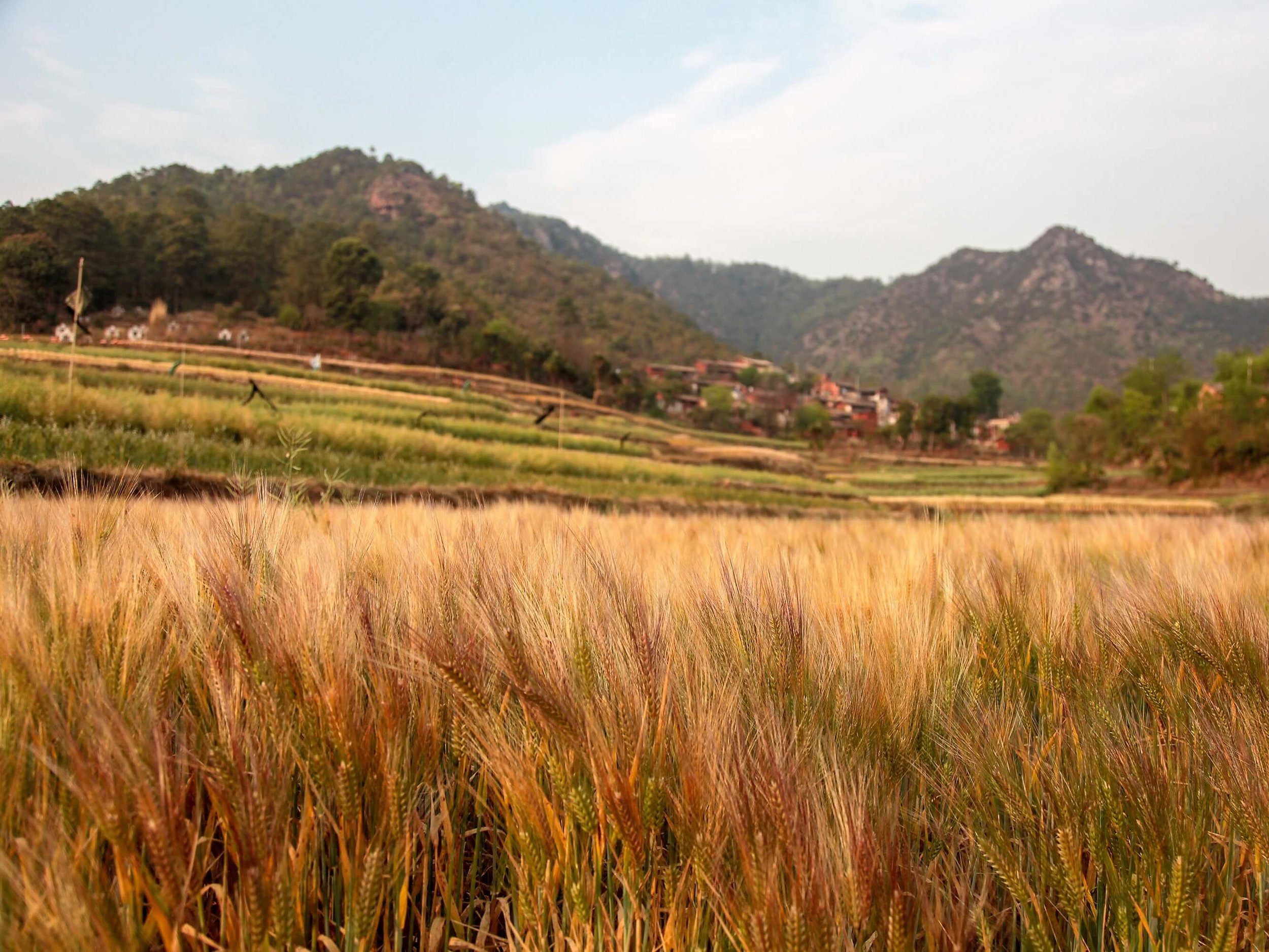 “The fields are ripe for harvest…”