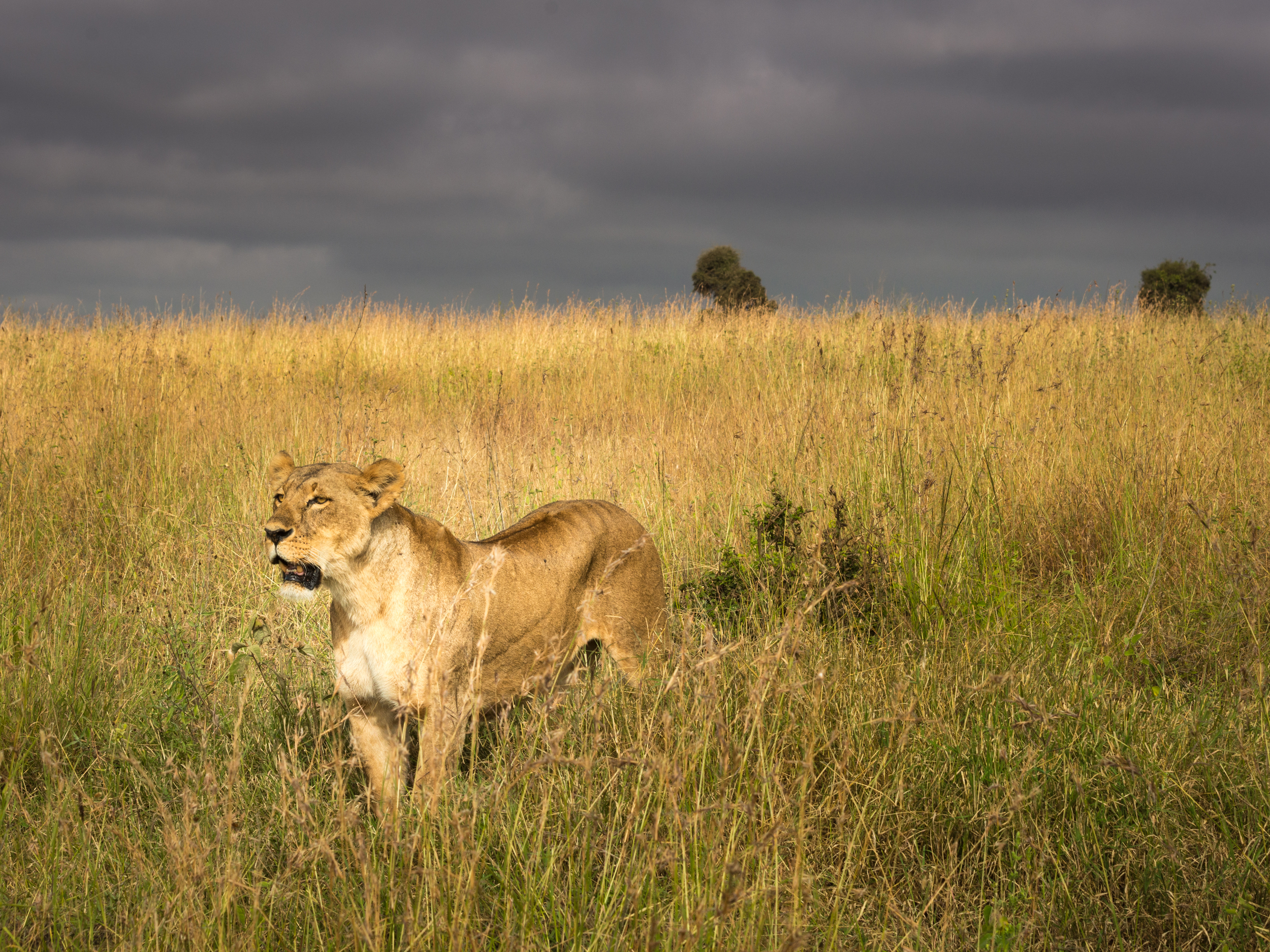 Lioness