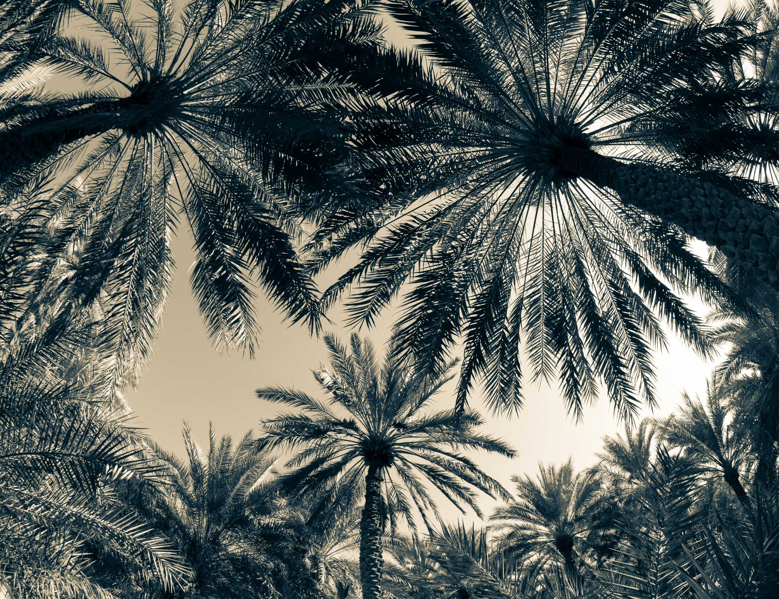 Oasis Palms