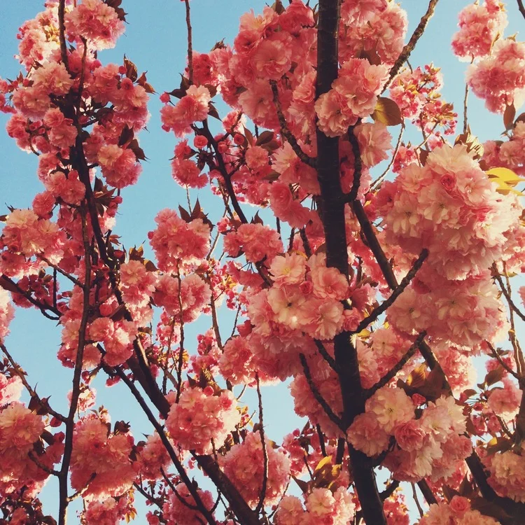 blossoms + brooklyn