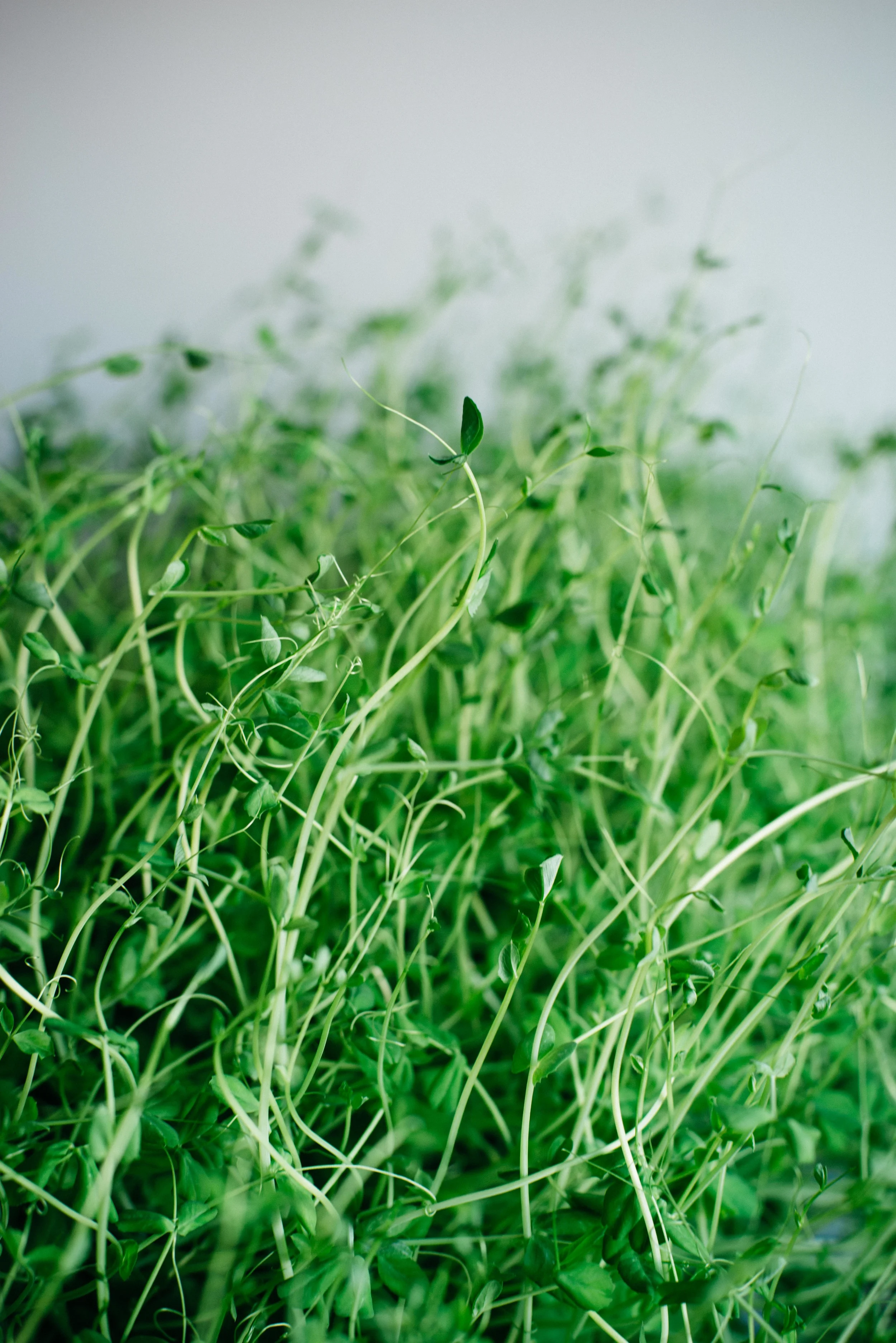 spring onion + pea tendril flatbread | dolly and oatmeal