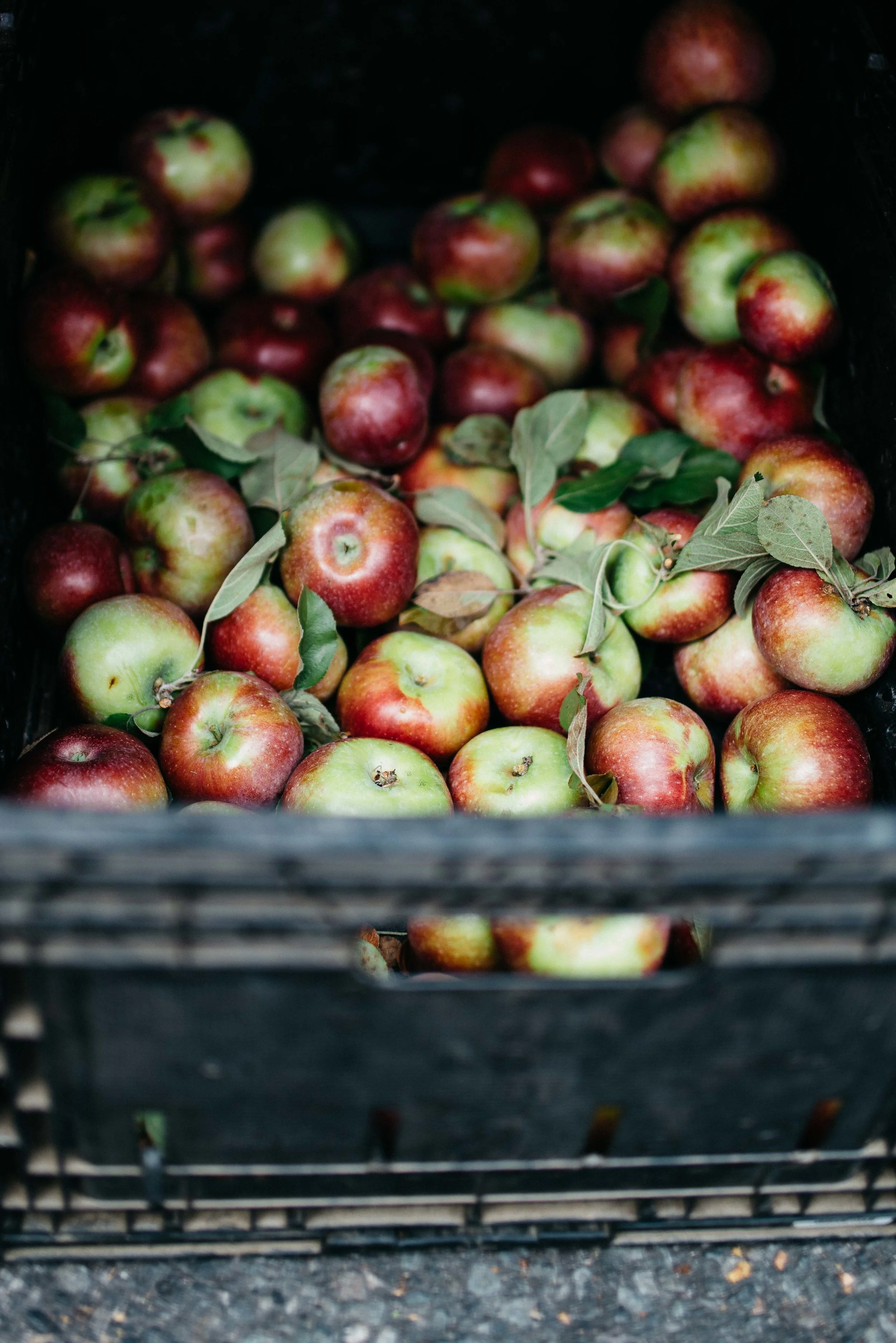 autumn apples | dolly and oatmeal
