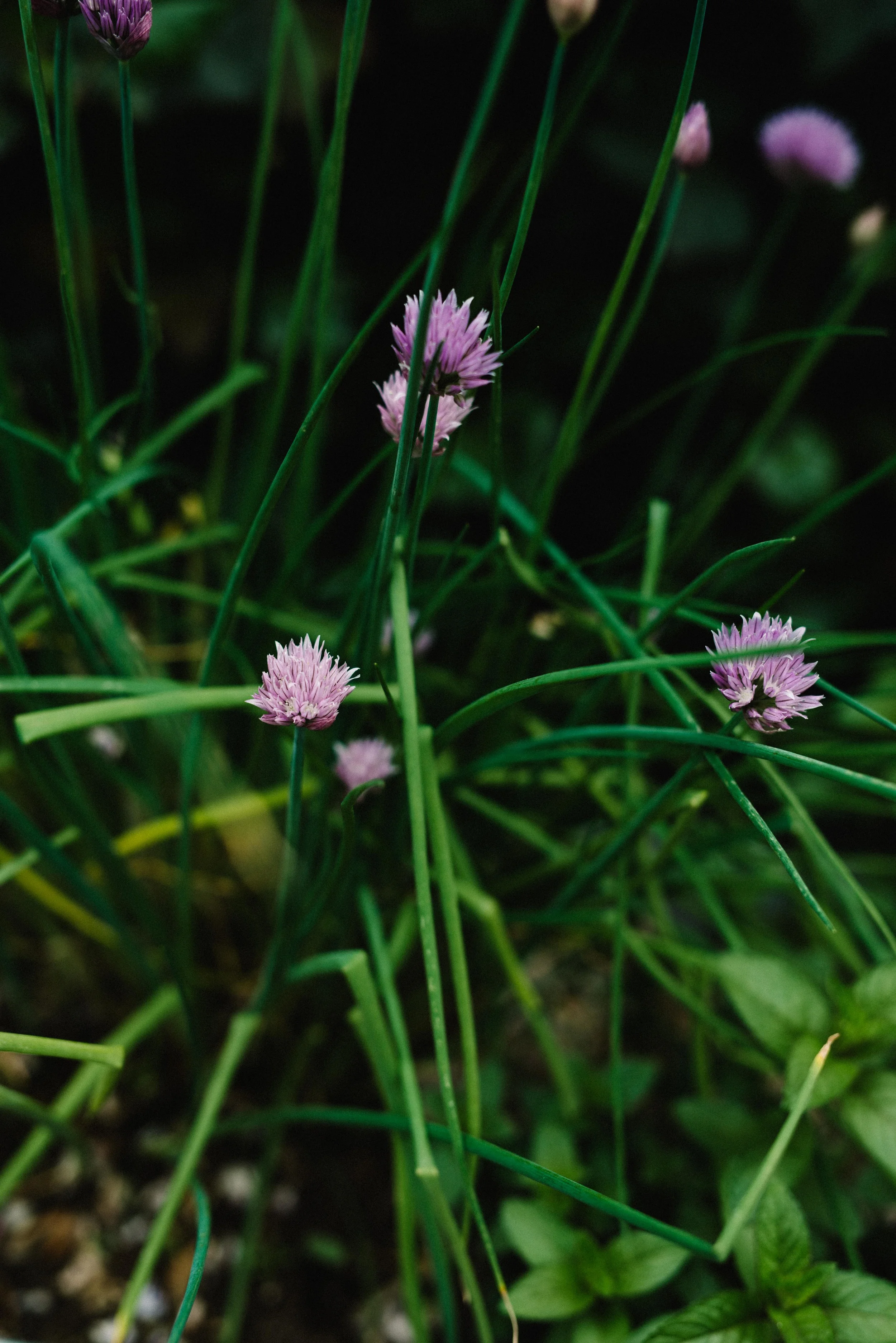 chive flowers | dolly and oatmeal