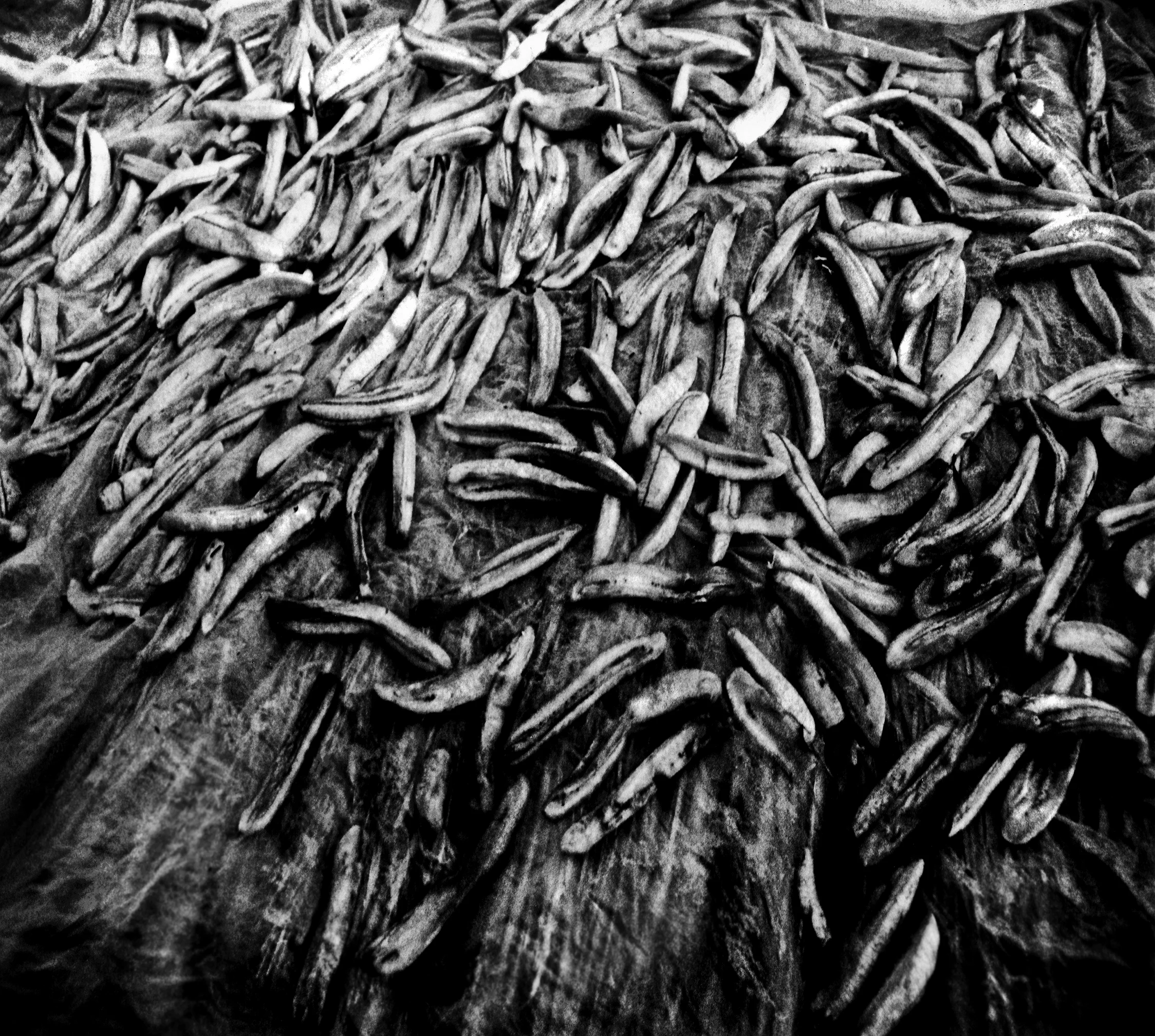 Fruit Husks2.jpg