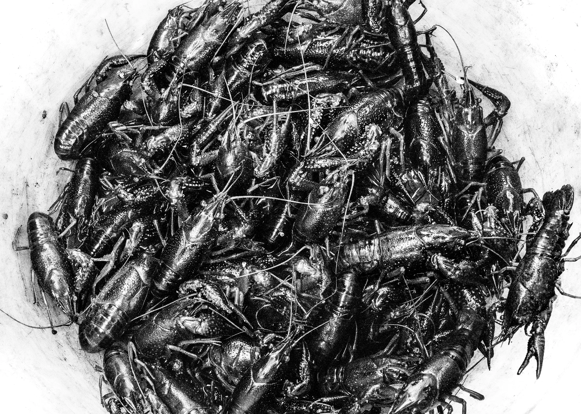 Chinese-Crawdads copy.jpg